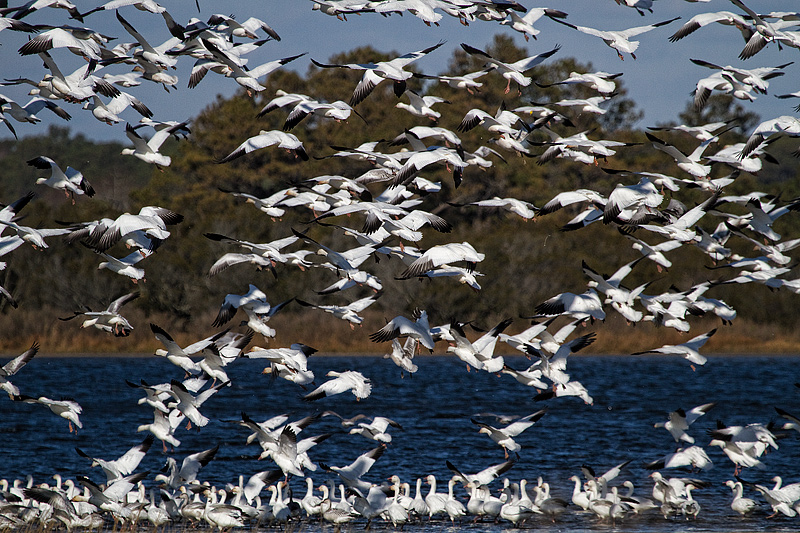 Snow Geese Migration2