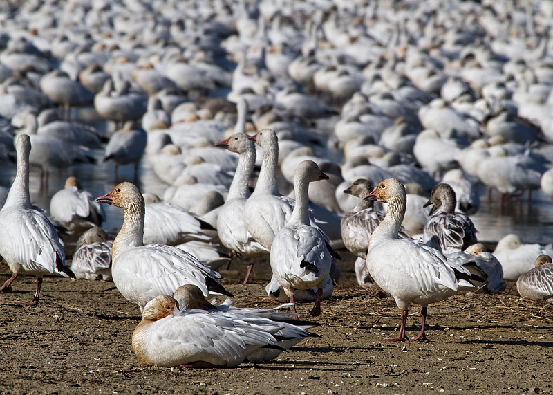 Snow Geese Migration