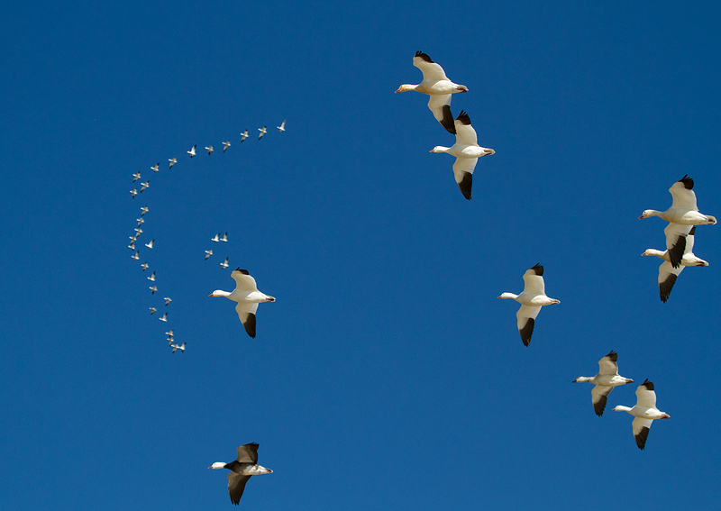 snowgeese2