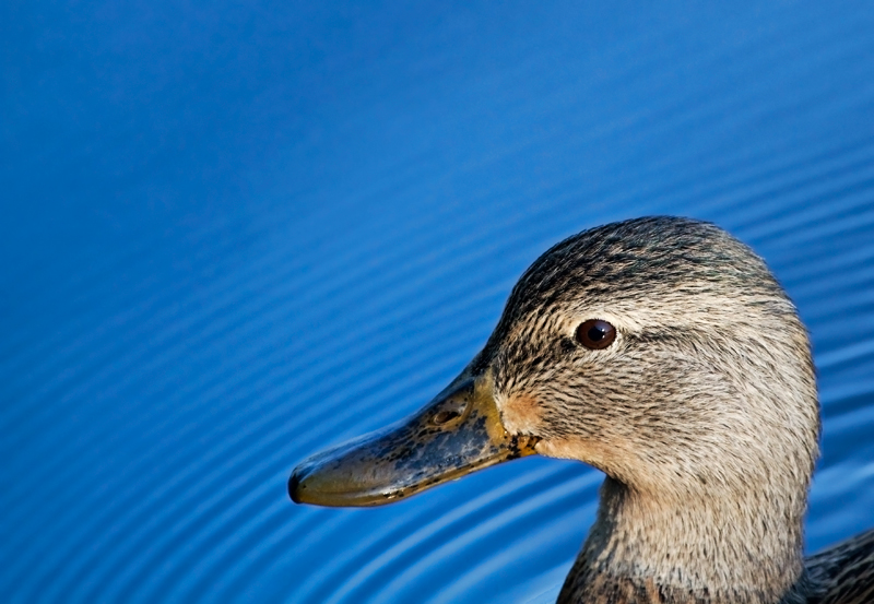 duck2
