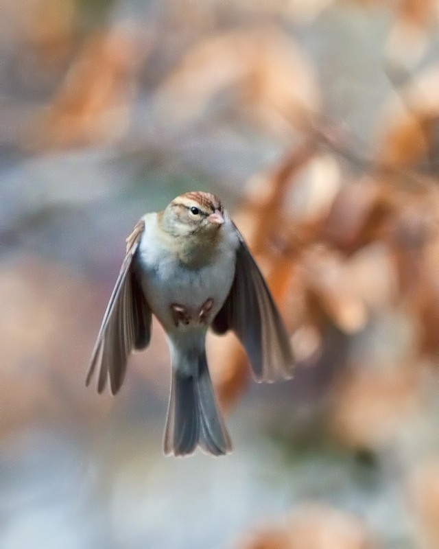 dreams-of-flight-2