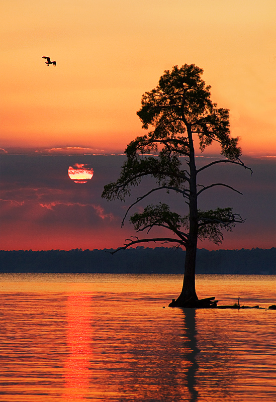 osprey\'s-evening-(best-of-2010)