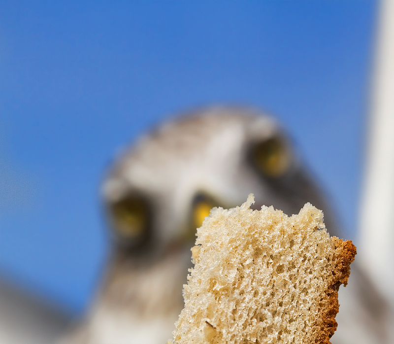 seagull-macro