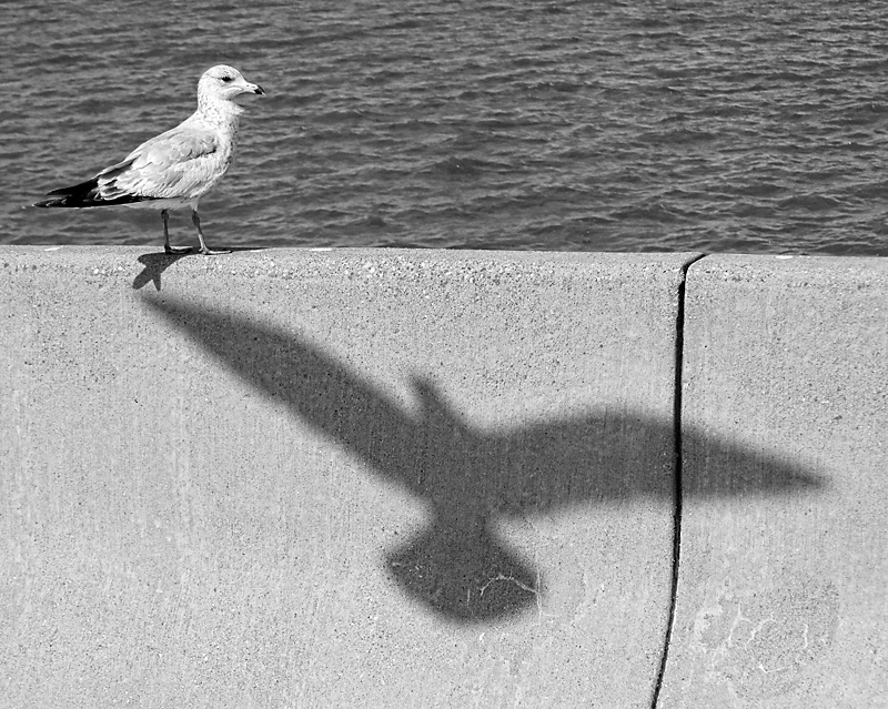 shadow1