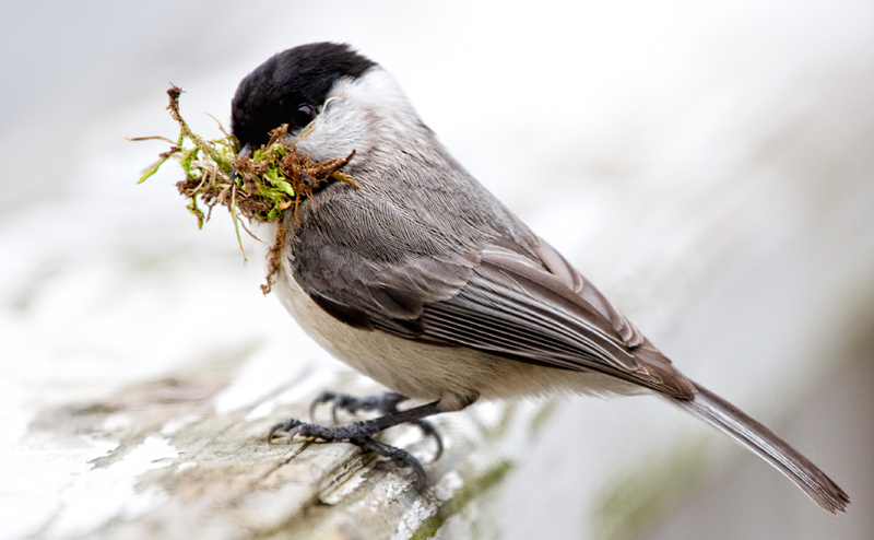 chickadee3