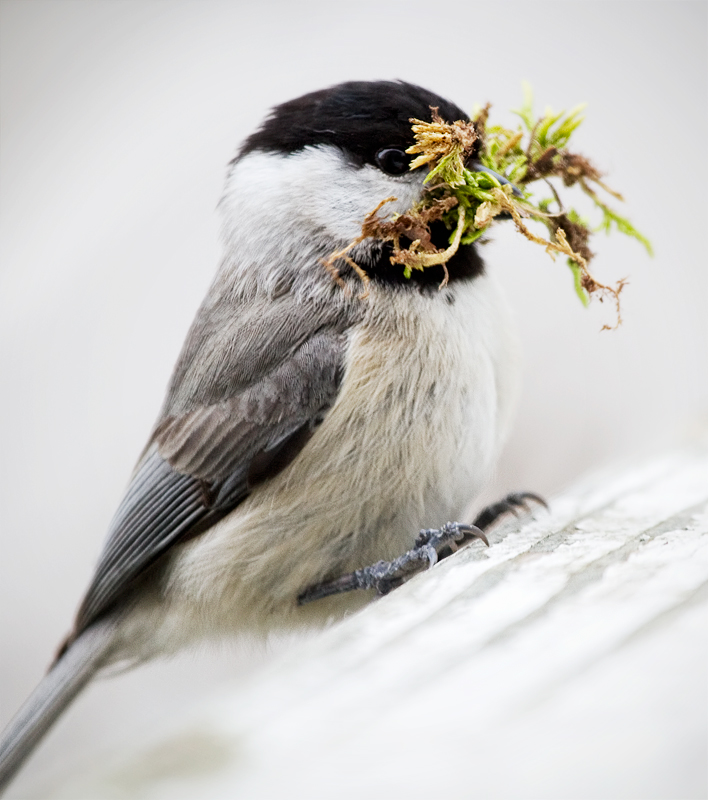 chickadee4