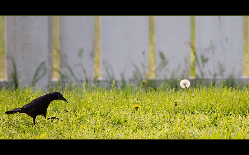 The Grackle and the Dandelion