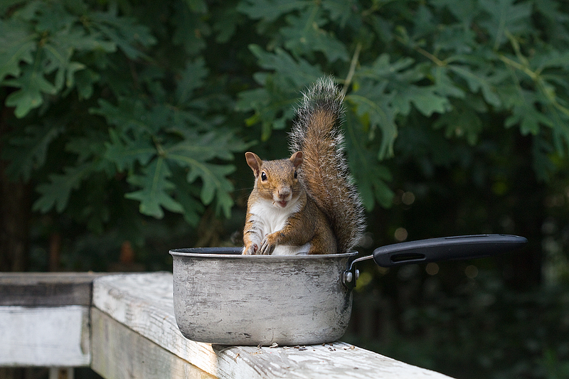 squirrel-in-pot2