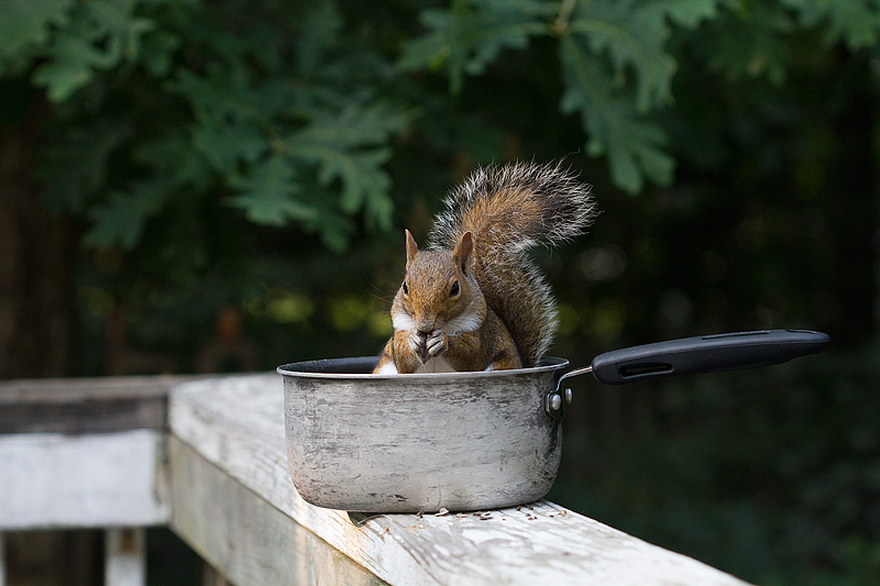 squirrel-in-pot4