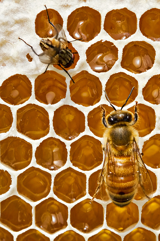 honey