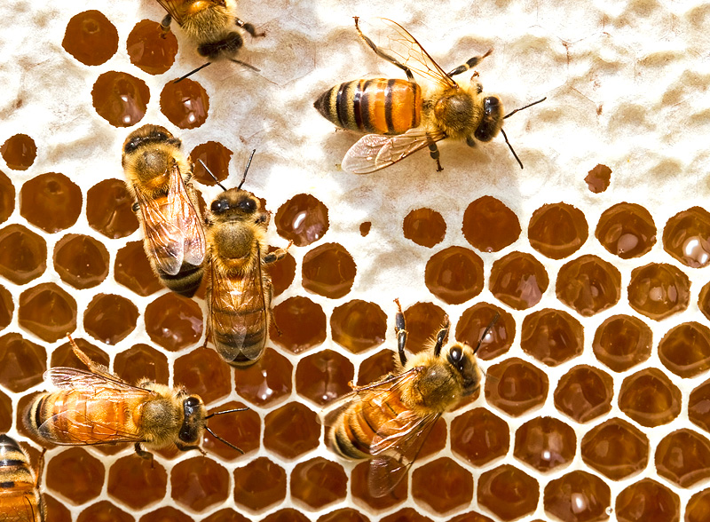honey2