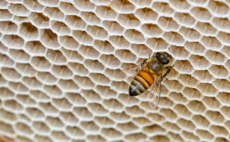 honey4