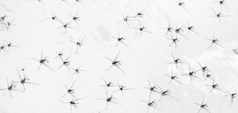 The Water Striders