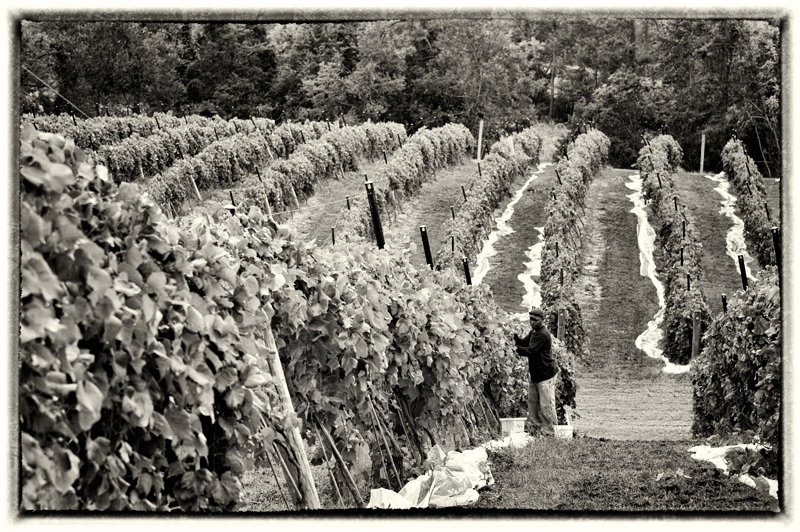 wine12