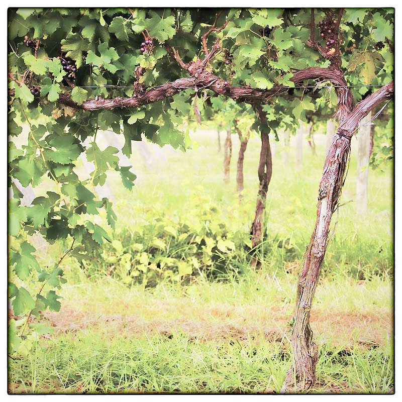 wine15