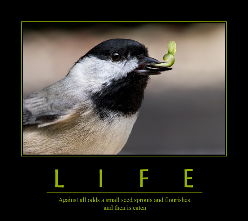 demotivational7