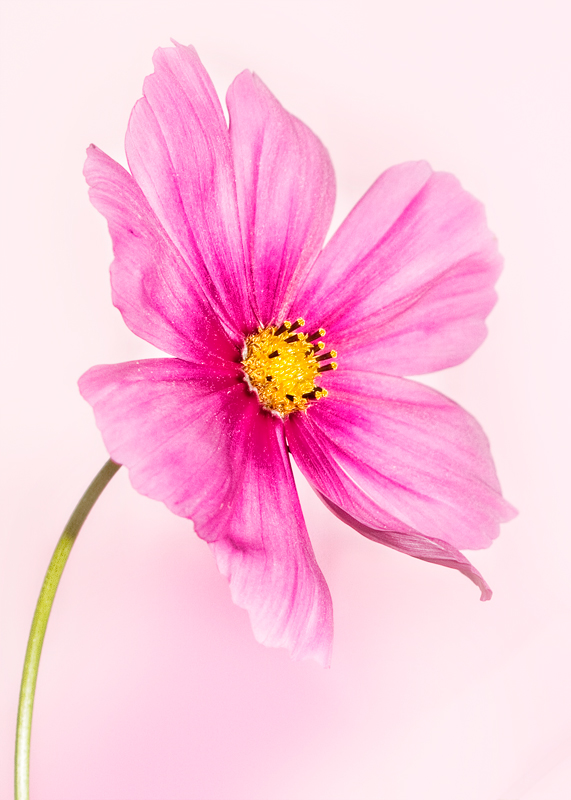 PINK2