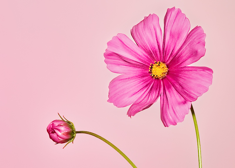 pink6