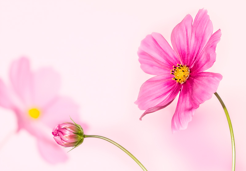 pink-final