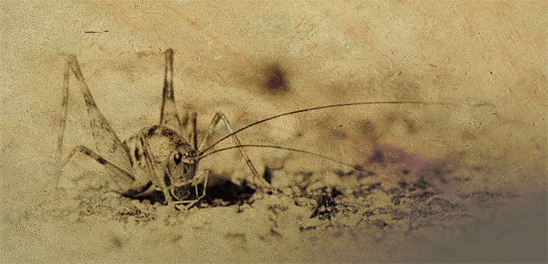 Old, textured spricket
