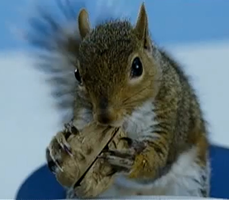 tim-burton-squirrel