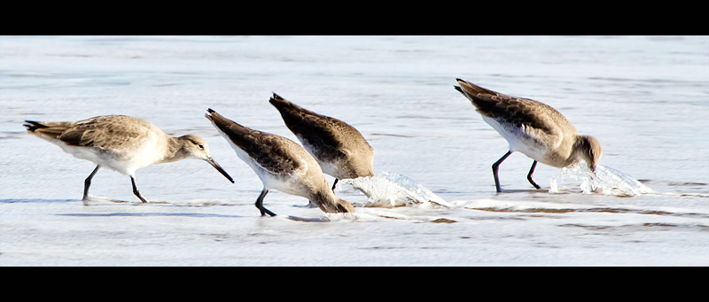 chincoteague3