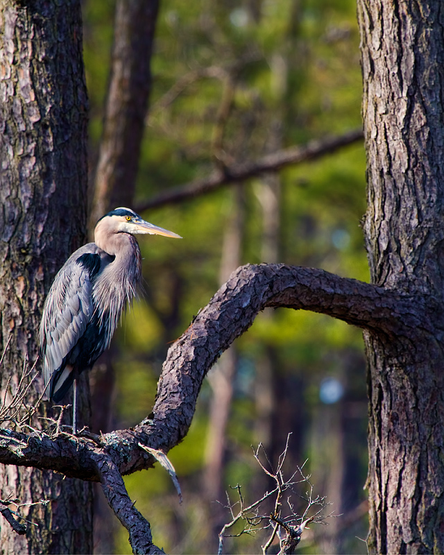 chincoteague7