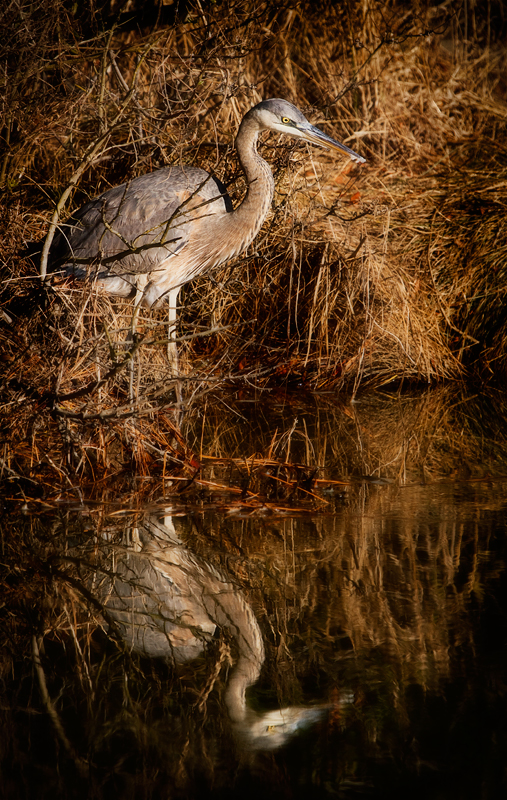 chincoteague8