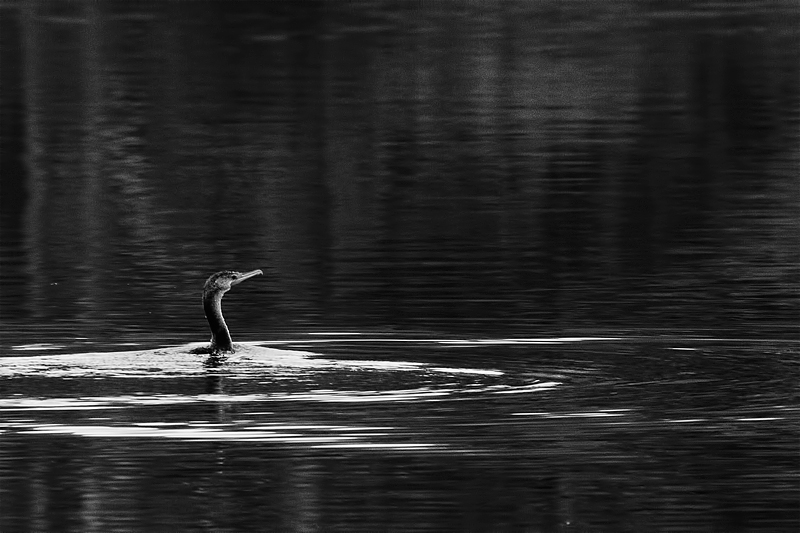 nessie