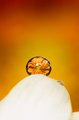 Orange Drop