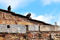 The Birds of Athens 