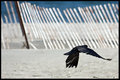 Crow