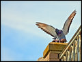Pigeons in Love
