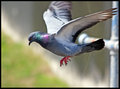 Flying