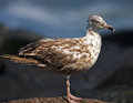 Gull