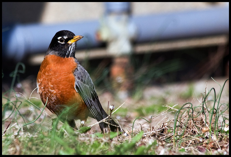 Robin