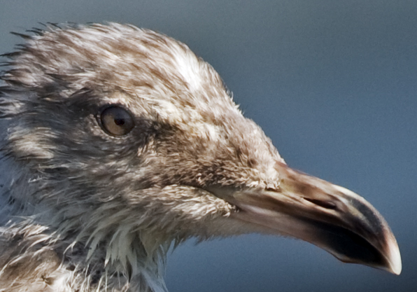 Full Sized Gull