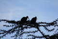 Birds of Kenya2