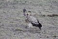 Prey bird-Kenya