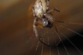 Spiderblur