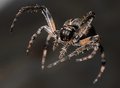 Barn Spider