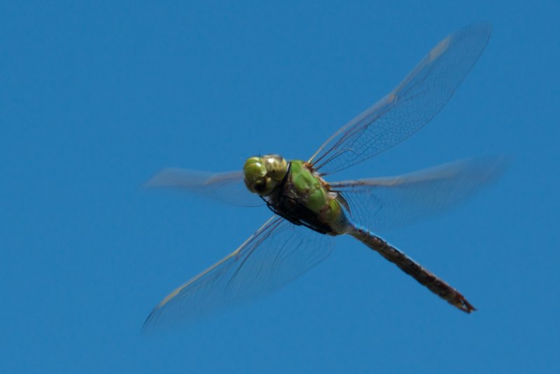 Blue Sky Dragonfly