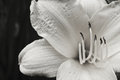 Silent