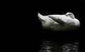 Swan by Moonlight