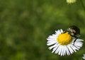King of the Flower