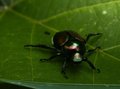 Beetle