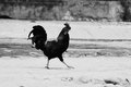 Why did the chicken cross the road?