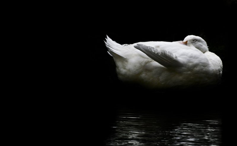 Swan by Moonlight