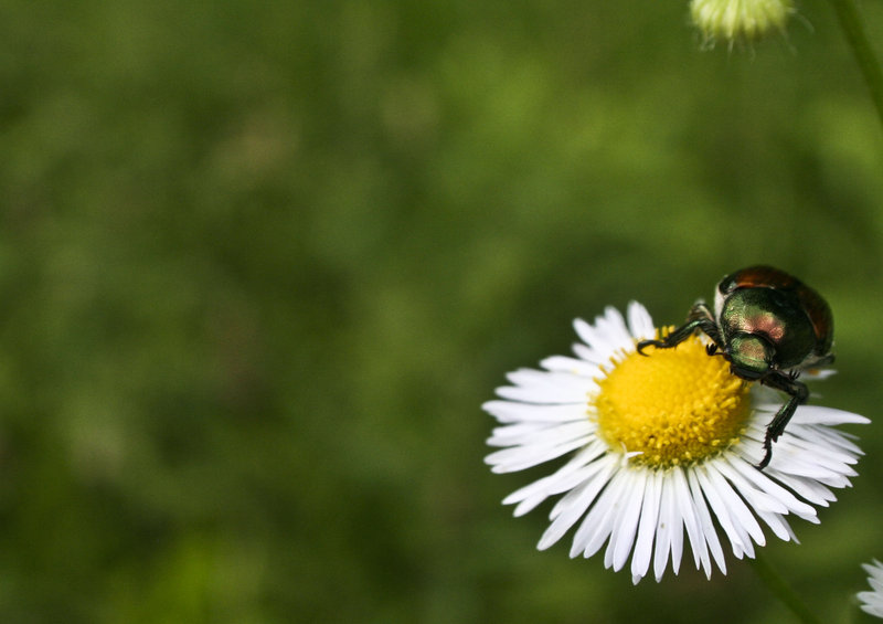 King of the Flower