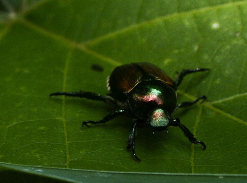 Beetle
